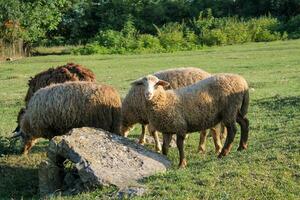 fredlig flock av får betning i lugn gyllene timme äng. får betning på solnedgång. natur jordbruk foto