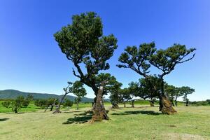 fanal skog - seixal, portugal foto