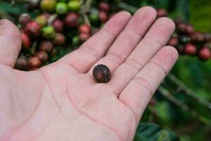 mänsklig hand innehav kaffe bönor skadad förbi svamp. kaffe bönor är allvarligt skadad. foto