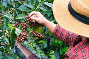 modern asiatisk jordbrukare använder sig av digital läsplatta och kontroll mogen kaffe bönor på kaffe plantage. modern teknologi Ansökan i jordbruks växande aktivitet begrepp. foto