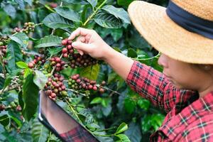 modern asiatisk jordbrukare använder sig av digital läsplatta och kontroll mogen kaffe bönor på kaffe plantage. modern teknologi Ansökan i jordbruks växande aktivitet begrepp. foto