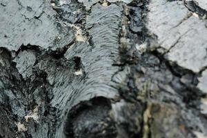 grå tall trädstam textur, grå texturerad bark närbild