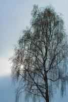 björk ensam på himlen foto