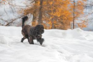 herdehund går i snön på hösten foto