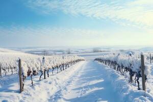 panorama- vit landskap av snö lastad vingårdar i is vin säsong foto