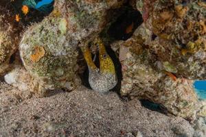 moray ål mooray lycodontis undulatus i Röda havet, eilat israel foto