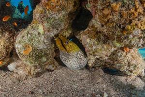 moray ål mooray lycodontis undulatus i Röda havet, eilat israel