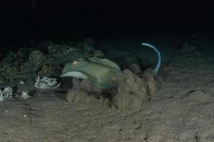 blå prickig stingray på havsbotten i Röda havet foto