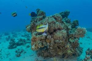 fiskar simmar i Röda havet, färgglada fiskar, Eilat Israel foto