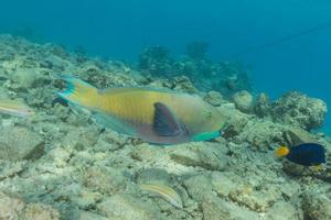 fiskar simmar i Röda havet, färgglada fiskar, Eilat Israel foto