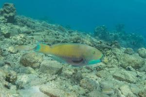 fiskar simmar i Röda havet, färgglada fiskar, Eilat Israel foto