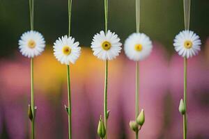 daisy i de fält. ai-genererad foto