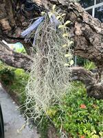 tillansia usenoides växt i natur trädgård foto