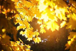gula löv av en lönn på ett träd foto