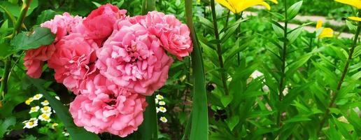 rosa ros. blommande buske i trädgården på sommaren. blommig bakgrund