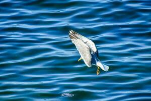 en fågel flygande över de vatten foto