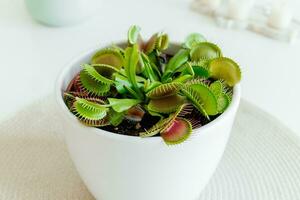 närbild venus flugfälla. dionaea muscipula på Hem. köttätande växt. tropisk venus fälla Försök till fånga dess byte förbi förlängning dess delikat fällor. vit bakgrund foto