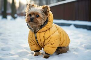 ai generativ. yorkshire terrier i en värma gul jacka Framställ på en snöig gata foto