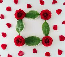 kreativ layout med röd rosor, kronblad, löv och kopia Plats. natur begrepp. platt lägga. blommor estetisk. foto