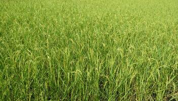 grön ris fält närmar sig skörda säsong foto