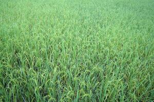 grön ris fält närmar sig skörda säsong foto