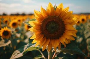 solros fält med blå himmel bakgrund. solros blomning i sommar. ai generativ foto