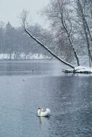 vit svan simmar på de sjö i vinter- i en snöfall. begrepp av de internationell dag av fåglar. fåglar i de vinter. vertikal se. foto