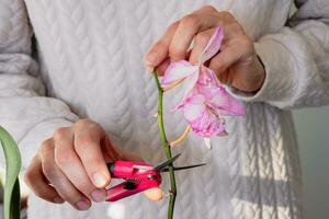 beskärning skadad orkide blommor med sax. Hem trädgårdsarbete, orkide föder upp. torr djup lila blomma. insekter, skadedjur av inomhus- växter, död av orkidéer. foto