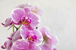 tropisk gren vit med små lila fläckar orkide blommor phalaenopsis foto