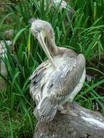 skön stor pelikan vilar nära en sjö. bra vit pelikan är en fågel i de pelikan familj. vild natur djur. foto