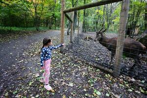 liten flicka matar en rådjur i de Zoo på en värma höst dag. foto