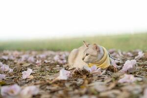 brun katt liggande i de gräs på natur bakgrund foto