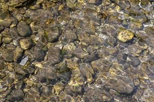 grå stenar på havsstranden med torkad havsgräs och alger foto