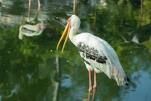 målad stork i dammen foto