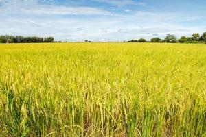 risfält med blå himmel bakgrund foto