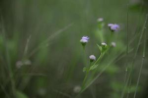 liten blomma och grön växt i den vilda skogen foto