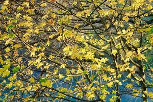 en träd med gul och grön löv foto