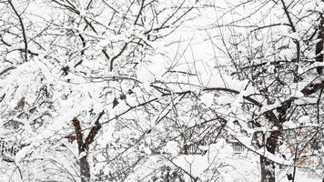 grenar av unga äppelträd under snö i solig frostig morgon foto