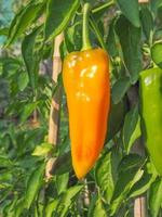 peppar grönsaksväxt