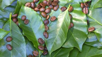 färsk grön kaffe blad bakgrund foto