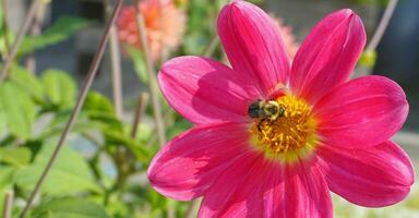 skön honung bi extrahera nektar från dahlia blomma på färgrik blommande bakgrund i de morgon- Sol stänga upp. foto