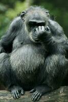 schimpans Sammanträde på en logga och ser på de kamera med sorg utgör tänkande foto