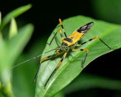 bild av en svart och gul insekt på grön blad. insekt djur- foto