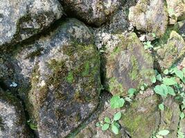 Foto av en sten vägg med grön mossa