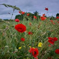 vallmo blommande i de häck nära padstow i cornwall foto