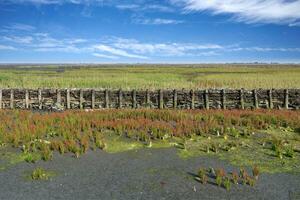 groyne för landa återvinning, norr hav, norr frisia och öst frisia, tyskland foto