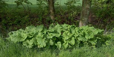 löv av större kardborre ---arctium lappa---, rheinland, tyskland foto