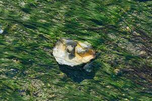 ostron skal i havsgräs eller zostera noltii,norr hav, Wattenmeer nationell park, Tyskland foto