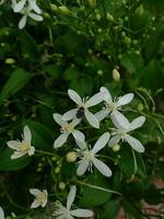 skön trädgård med vit blommor och grön löv. foto