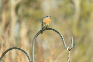 detta Söt blåsångare kom ut till de herdar krok till resten. de liten avian sat på de metall Pol för en bit. hans rostig orange mage med en vit lappa står ut från hans blå huvud och mörk ögon. foto